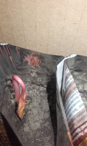  - 2 Plantarea in rasadnite