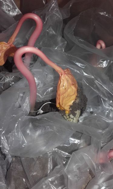  - 2 Plantarea in rasadnite