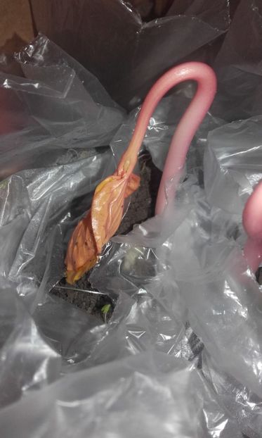  - 2 Plantarea in rasadnite