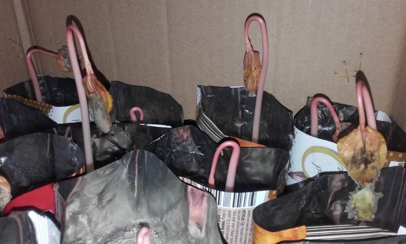  - 2 Plantarea in rasadnite