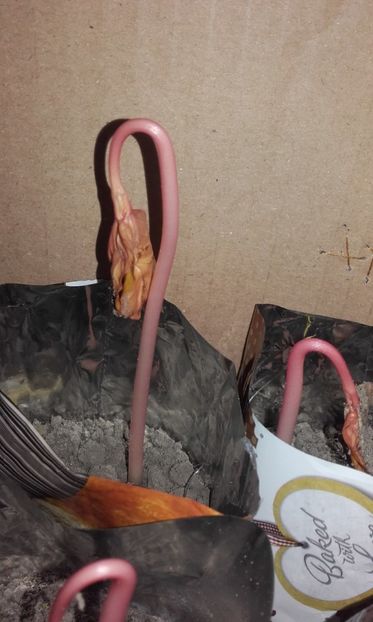  - 2 Plantarea in rasadnite