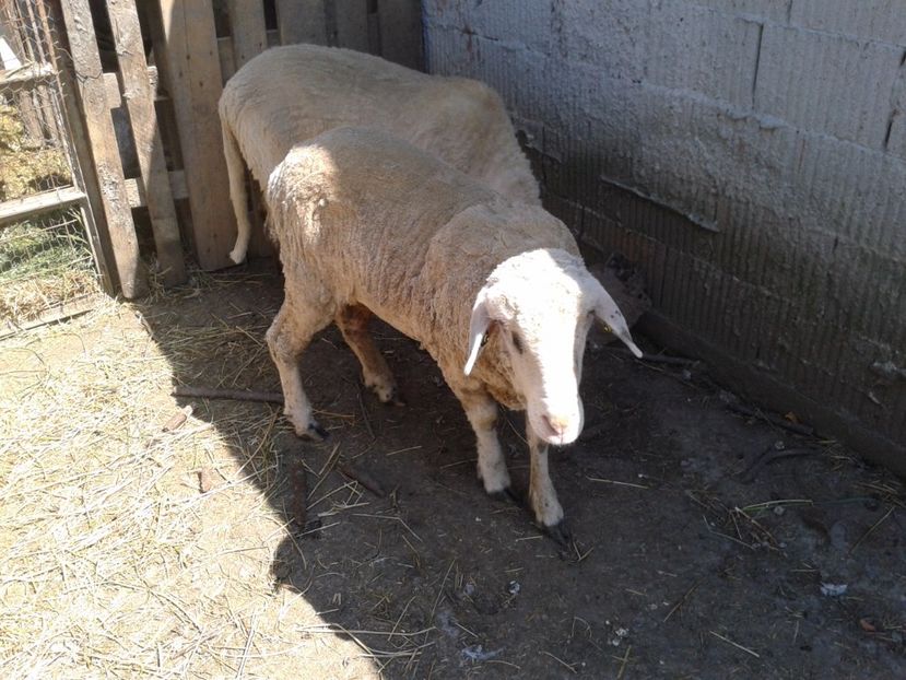 Fotografie0001 - D --- 2 oile kiki si riki