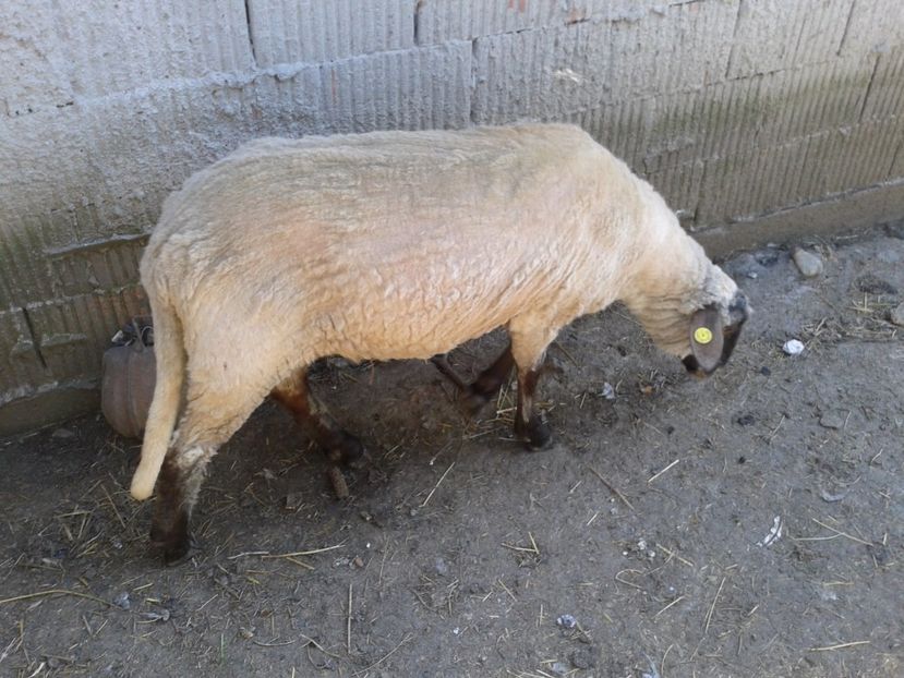 Fotografie0004 - D --- 2 oile kiki si riki