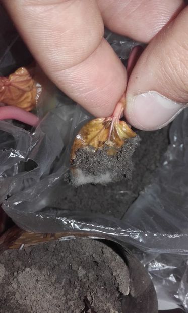  - Defectele plantatului in rasadnite