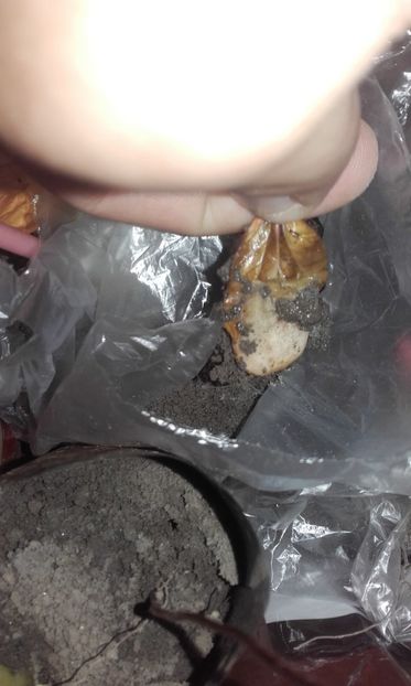  - Defectele plantatului in rasadnite