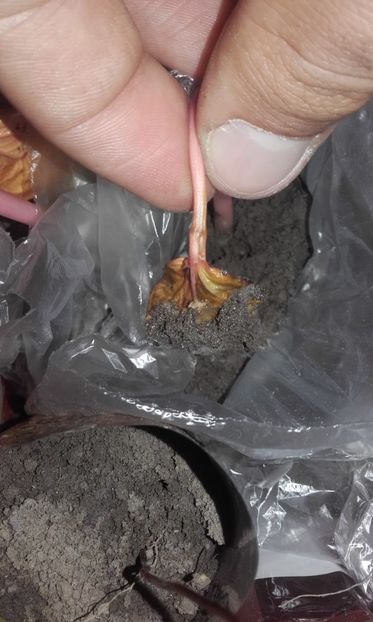  - Defectele plantatului in rasadnite