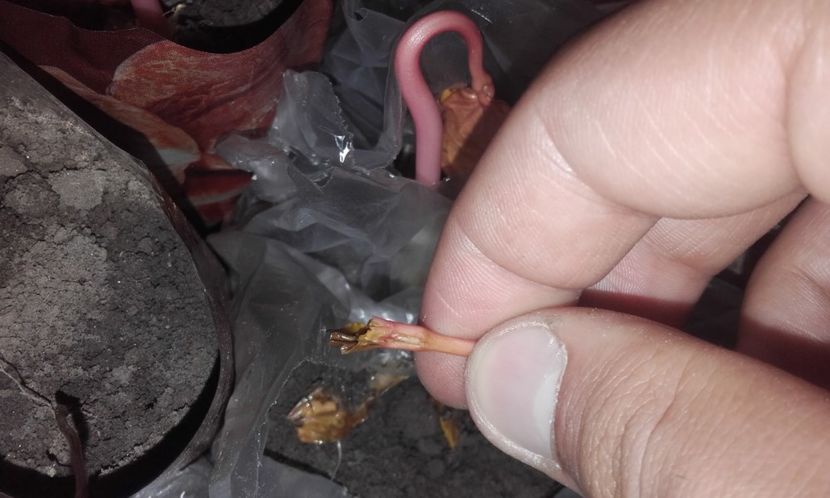  - Defectele plantatului in rasadnite