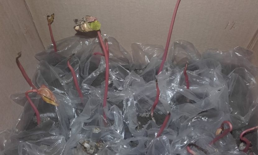  - Defectele plantatului in rasadnite