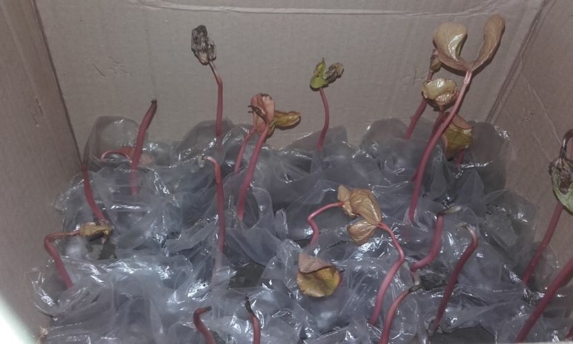  - Defectele plantatului in rasadnite