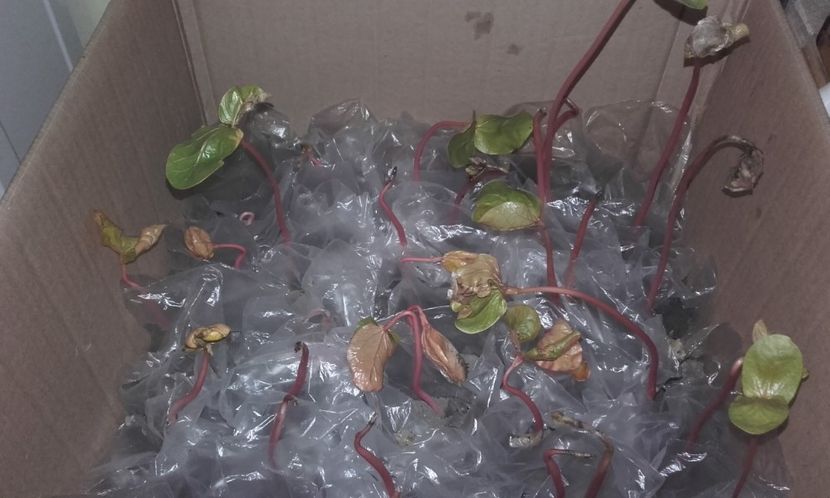  - Defectele plantatului in rasadnite