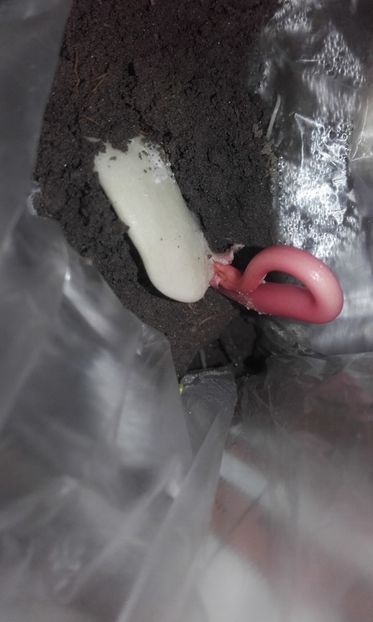  - Defectele plantatului in rasadnite