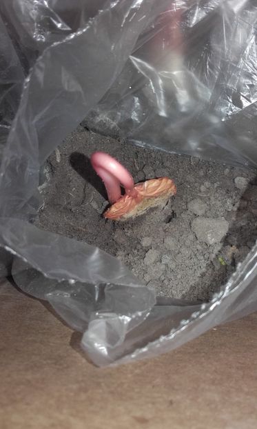  - Defectele plantatului in rasadnite