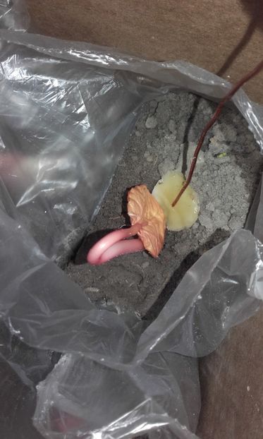  - Defectele plantatului in rasadnite