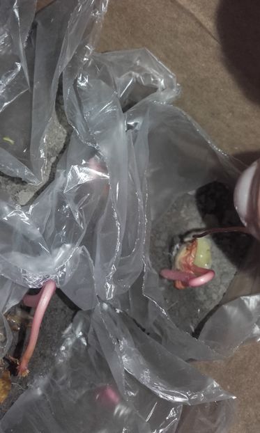  - Defectele plantatului in rasadnite