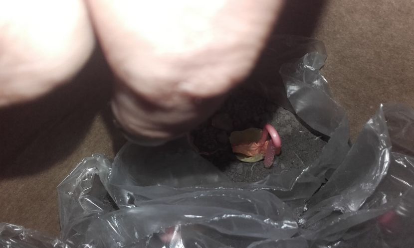  - Defectele plantatului in rasadnite