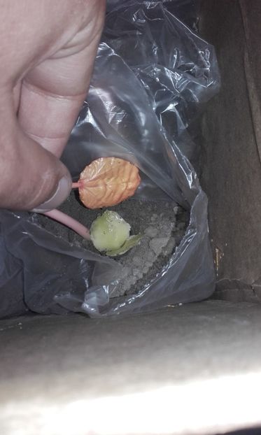  - Defectele plantatului in rasadnite