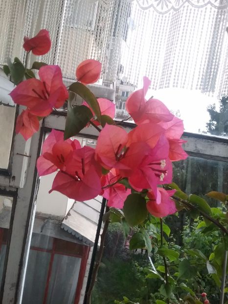  - Bougainvillea rosie-Don Mario