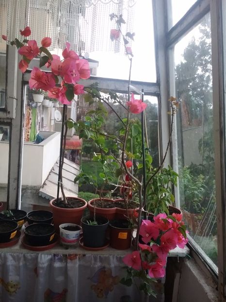  - Bougainvillea rosie-Don Mario