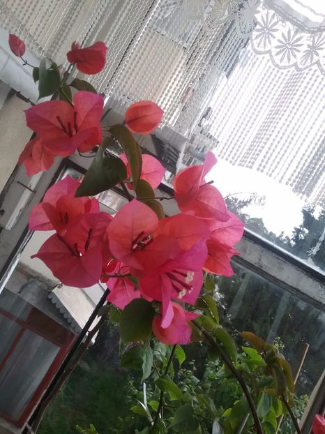  - Bougainvillea rosie-Don Mario