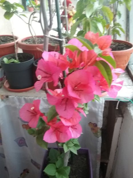  - Bougainvillea rosie-Don Mario