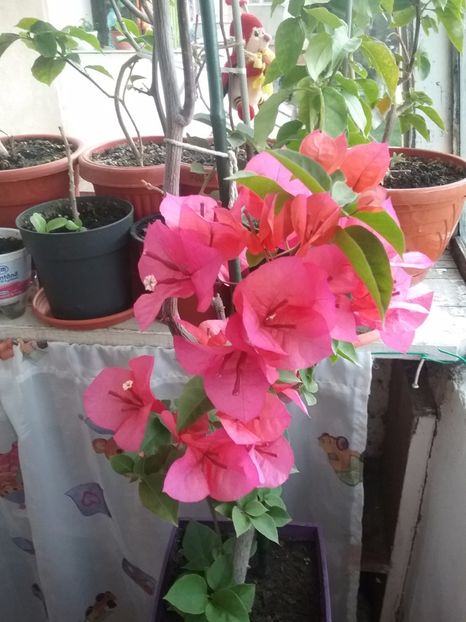  - Bougainvillea rosie-Don Mario