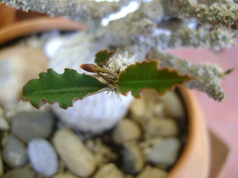 Euphorbia suzannae-marnierae, detaliu - Caudiciforme si bulbi 2017