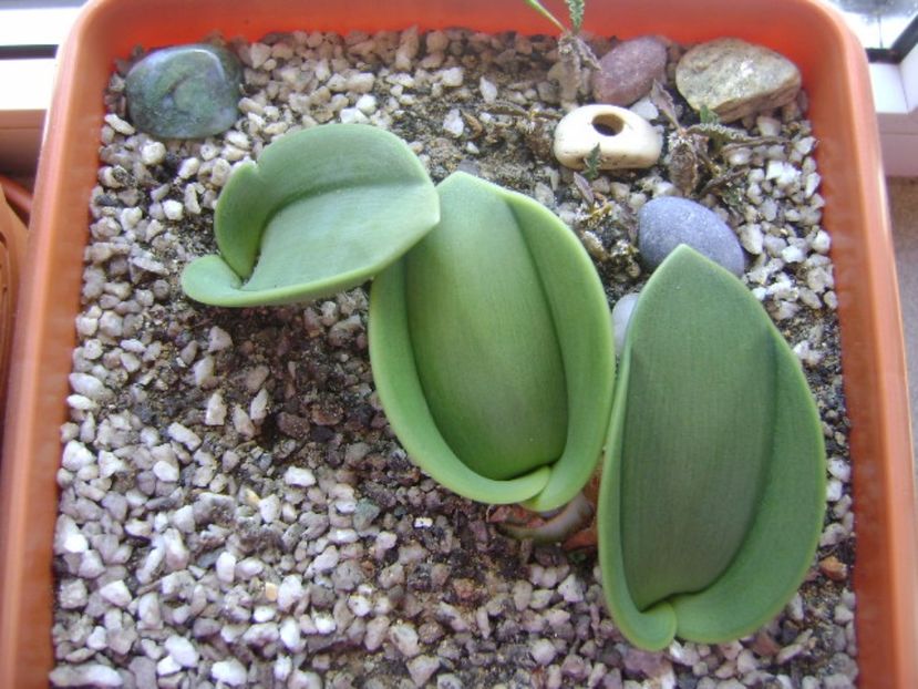 Rauhia peruviana & Euphorbia decaryi - Caudiciforme si bulbi 2017