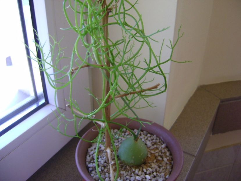 Bowiea volubilis - Caudiciforme si bulbi 2017