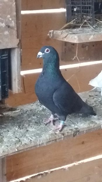 F 2016 de vanzare - Porumbei vanduti