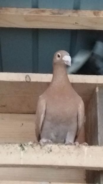 F 2016 de vanzare - Porumbei vanduti