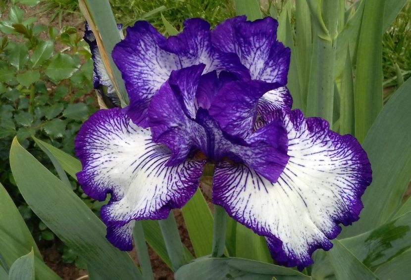 iris art deco , plantat 2015, prima inflorire - 2017 irisi