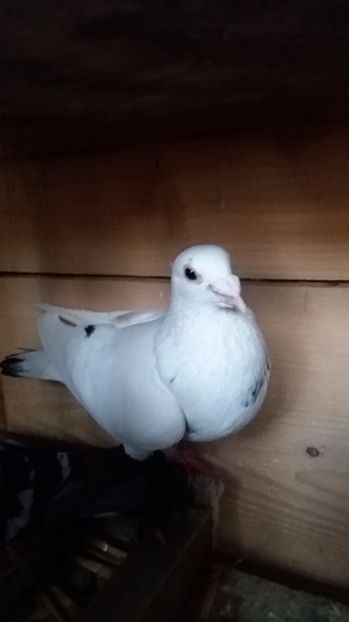 M 2016 de vanzare - Porumbei vanduti