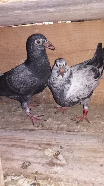 Frati de cuib 2017 de vanzare - Porumbei vanduti