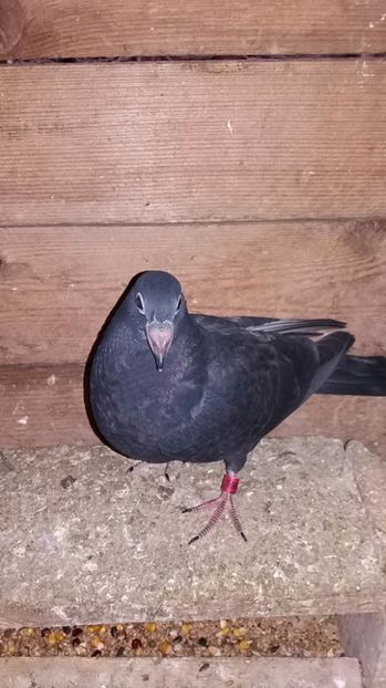 De vanzare - Porumbei vanduti