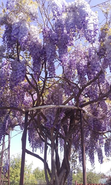  - 2017 wisteria