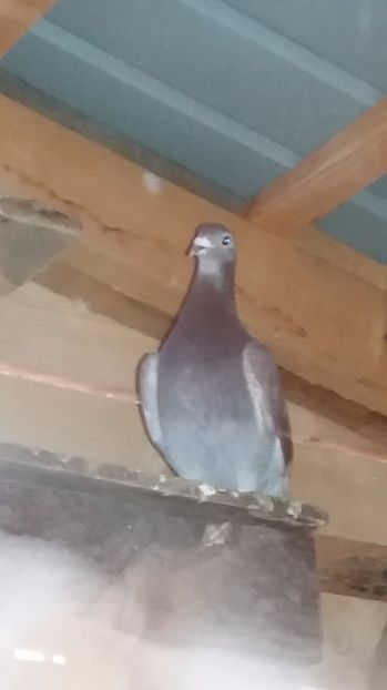 F 2013 fara inel de vanzare - Porumbei vanduti