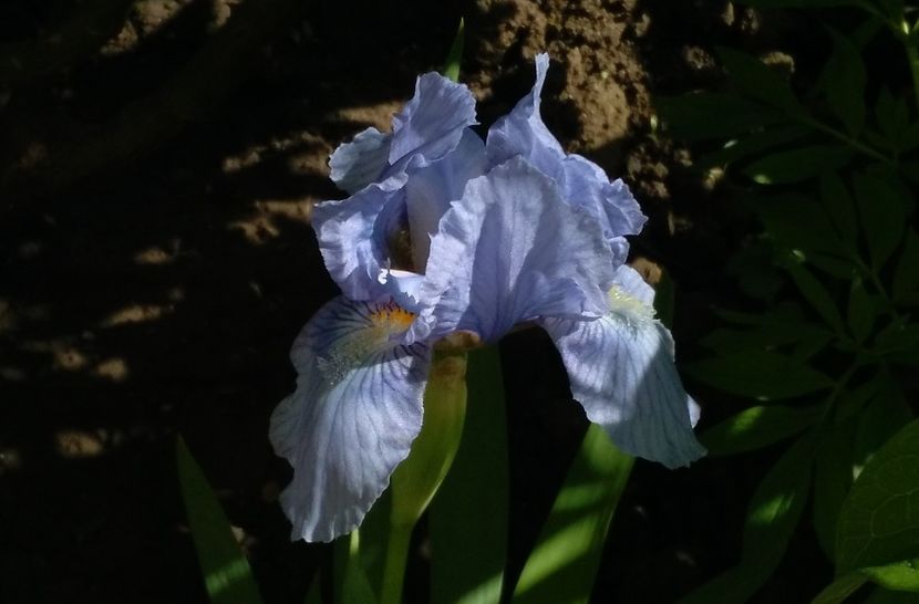 posibil Ange blew, primit cadou(mimiana) - 2017 irisi