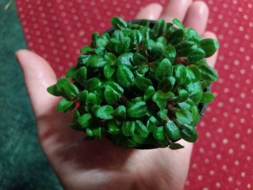 sosita din ungaria - violete