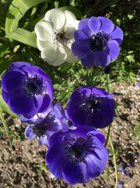  - Anemone 2017