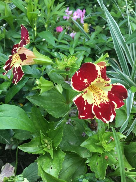  - Mimulus si panselute