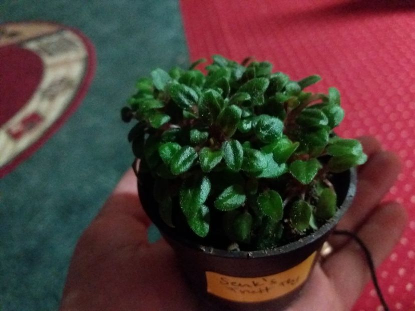 e minuscula si a costat enorm - violete