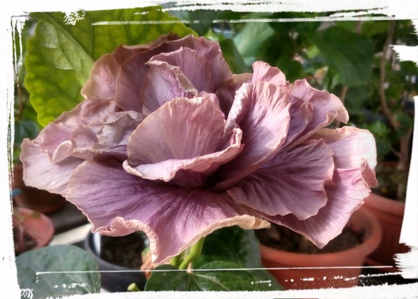 Stormy Days - H - Hibiscusi