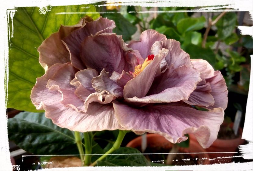Stormy Days - H - Hibiscusi