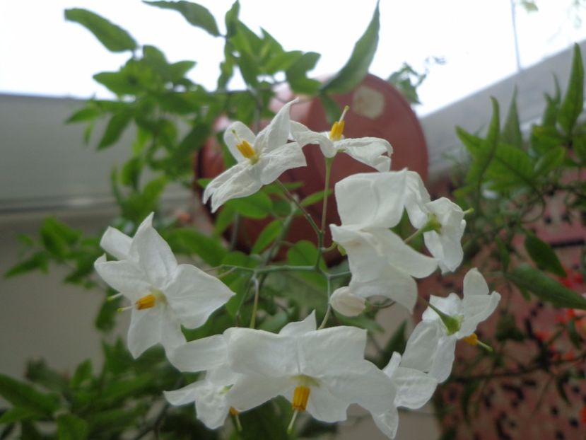 Solanum jasminoides - Argumente