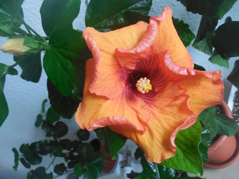  - Tahitian Dark Congo