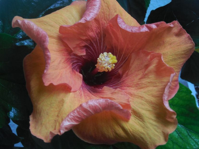  - Tahitian Dark Congo