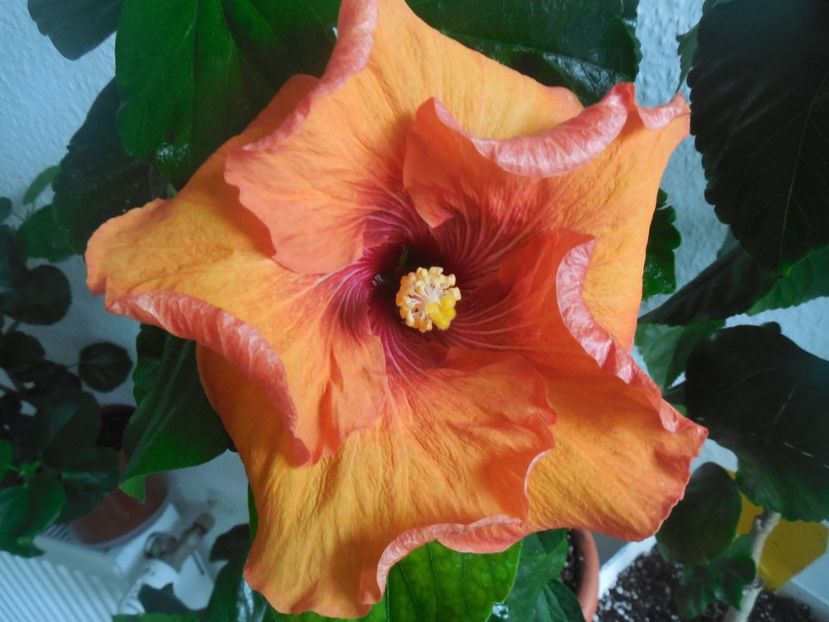  - Tahitian Dark Congo