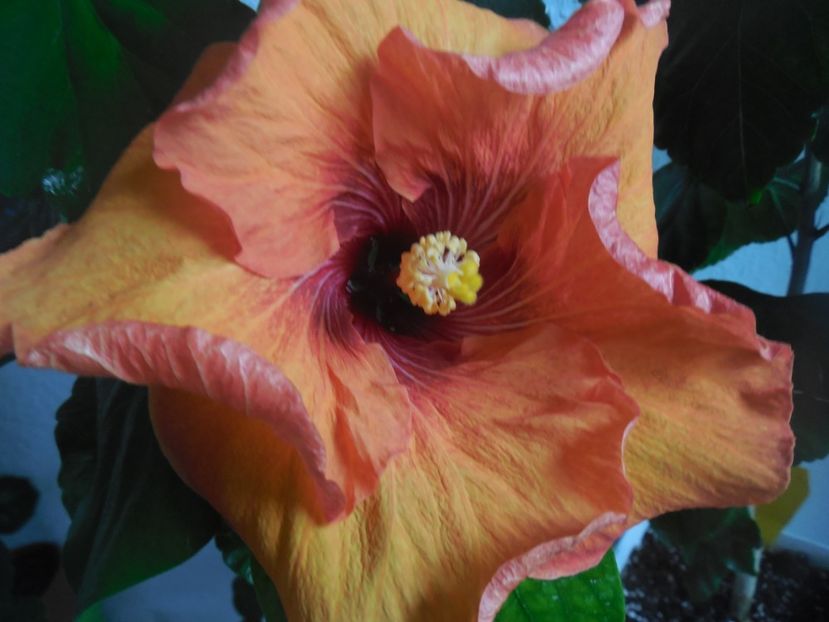  - Tahitian Dark Congo