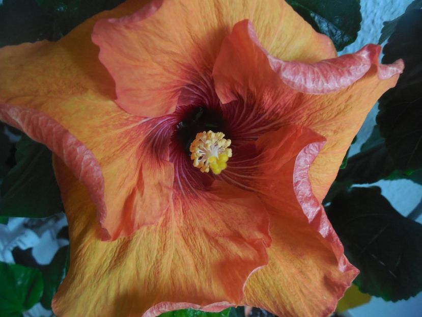  - Tahitian Dark Congo