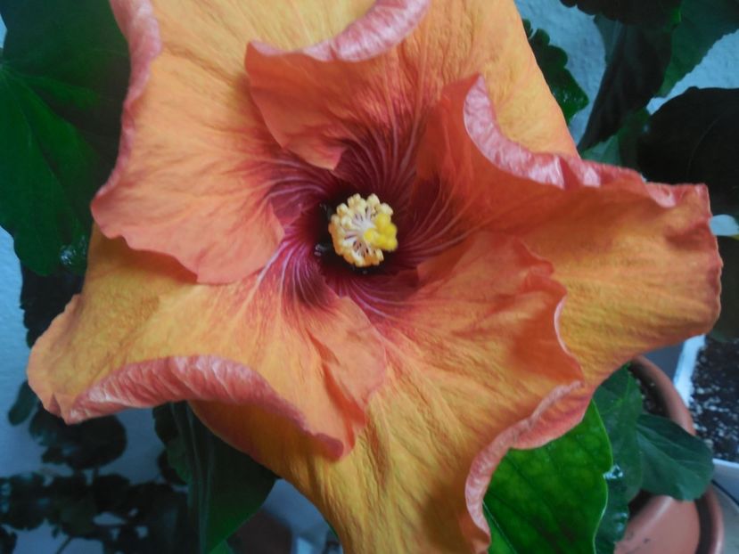  - Tahitian Dark Congo